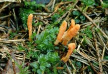 This Potent Herb Heals COPD, Adrenal Fatigue, Cancer, Immune Dysfunction and More