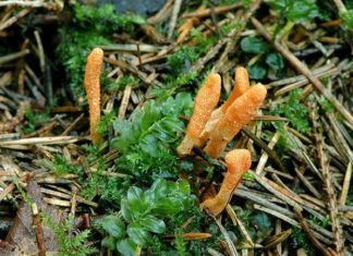 This Potent Herb Heals COPD, Adrenal Fatigue, Cancer, Immune Dysfunction and More